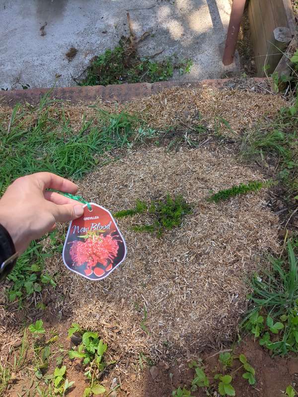 grevillea_new_blood_first_planting