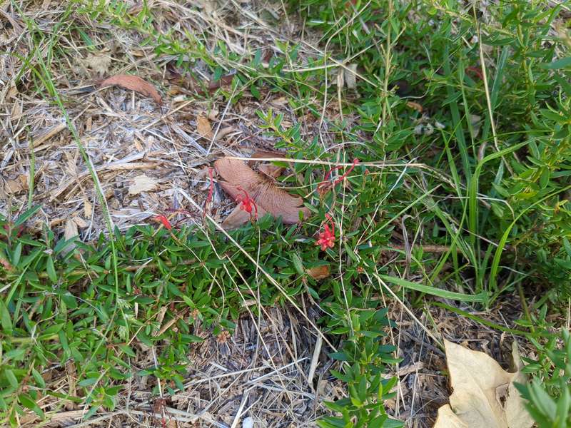 grevillea_new_blood_flowers
