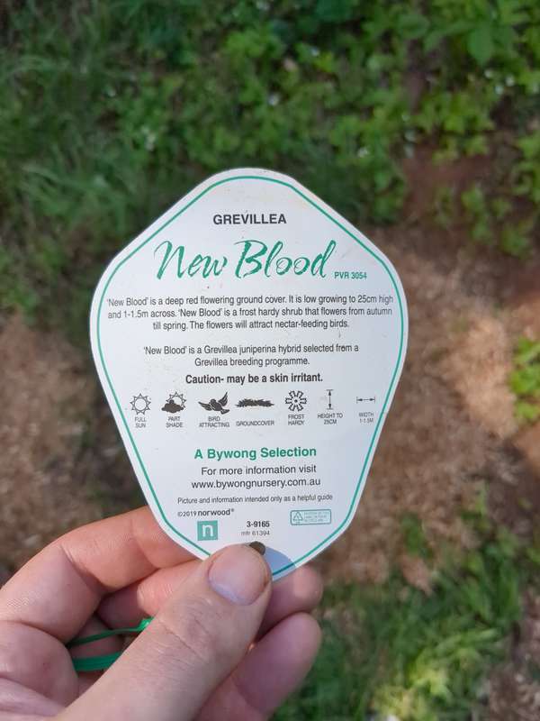 grevillea_new_blood_label