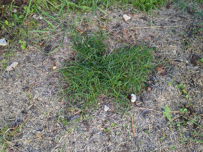 Photo of Grevillea Nudiflora looking down in Feb 2024
