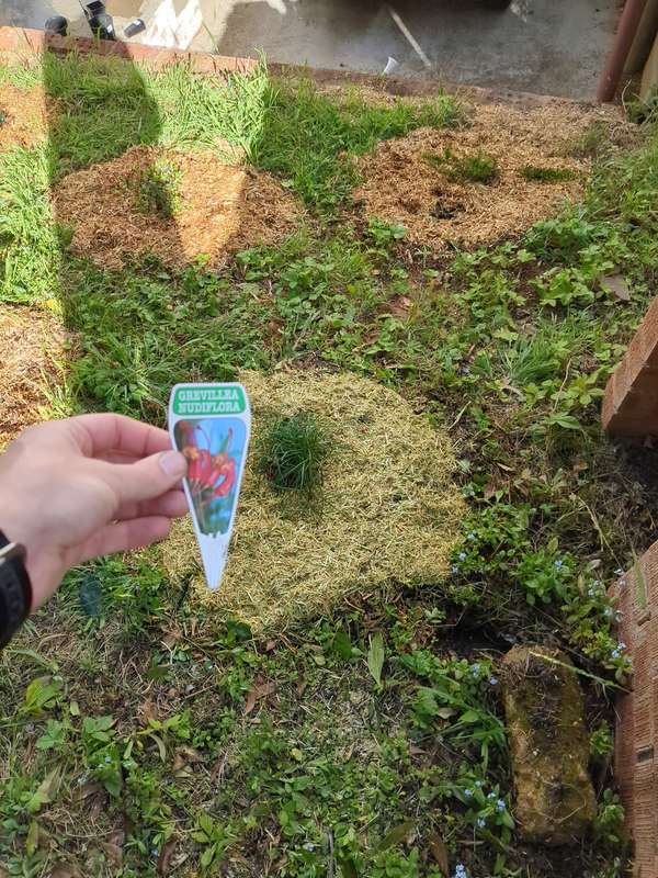 Photo of first planting of Grevillea Nuiflora