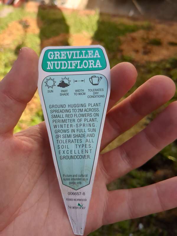 Photo of Grevillea Nudiflora label