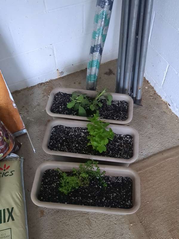Photo of sage, mint and thyme recently planted in small planter boxes.