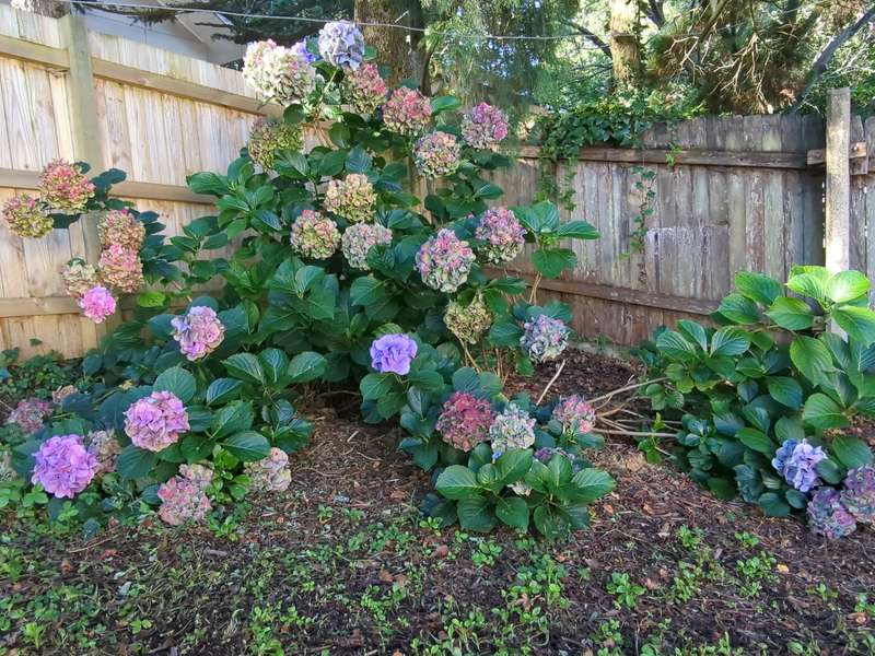 Photo of the hydragena in late summer with flowers in full bloom over a range of blues and pinks