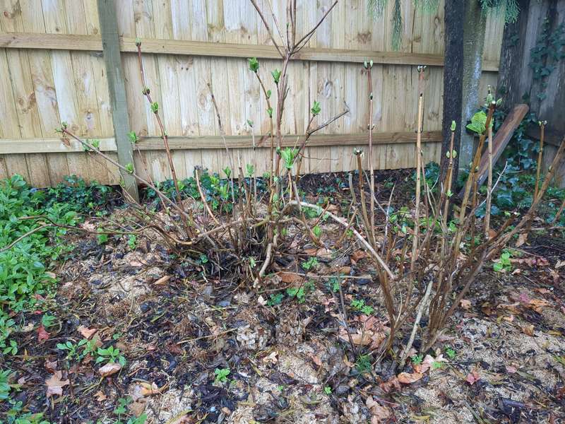 Photo of the hydragena in late winter with buds just starting to unfurl
