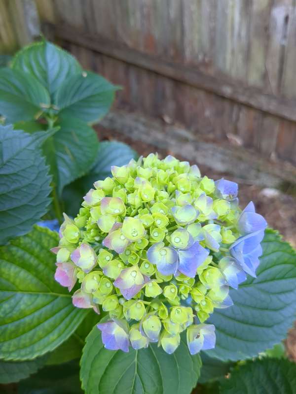 Hydrangea flowers developing with coloured petals beginning to form
