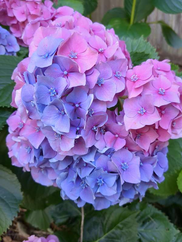 Hydrangea flower fully developed with vibrant coloured petals covering the entire surface