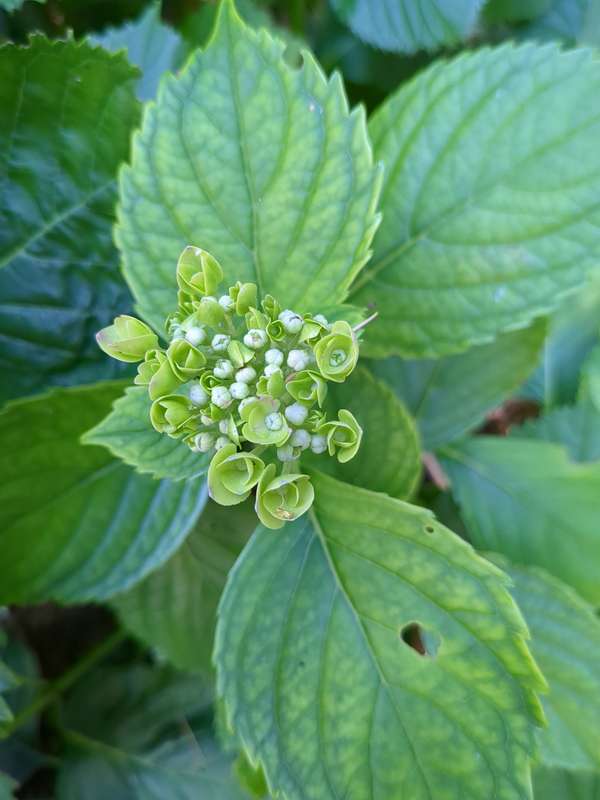 Hydragnea flowers emerging from the bud