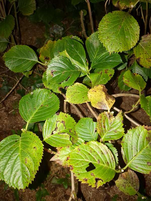 Close-up photo of hydragnea leaves that are starting to rot during late autumn