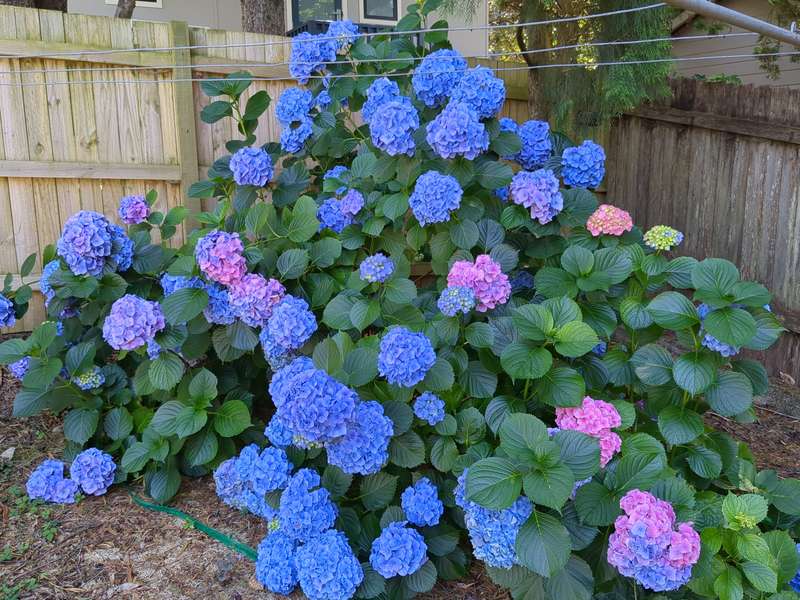 Photo of the hydragena in mid summer with flowers in full bloom over a range of blues and pinks