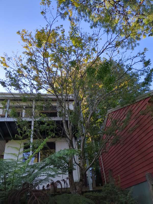 japanese_maple_overview