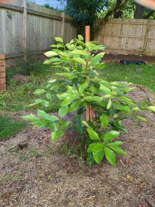 lemon_tree_overview_prior_to_transplant
