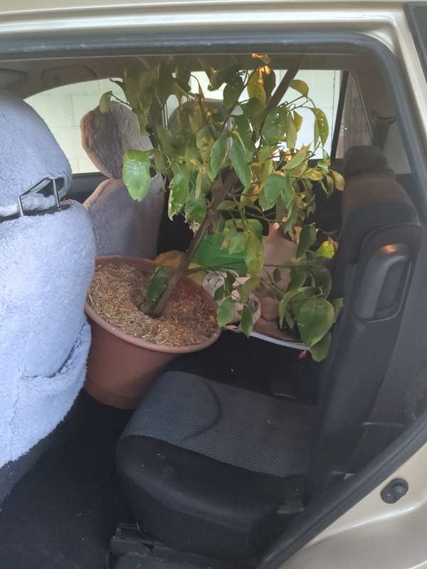 Photo of lemon tree jammed into the back of the Rav4