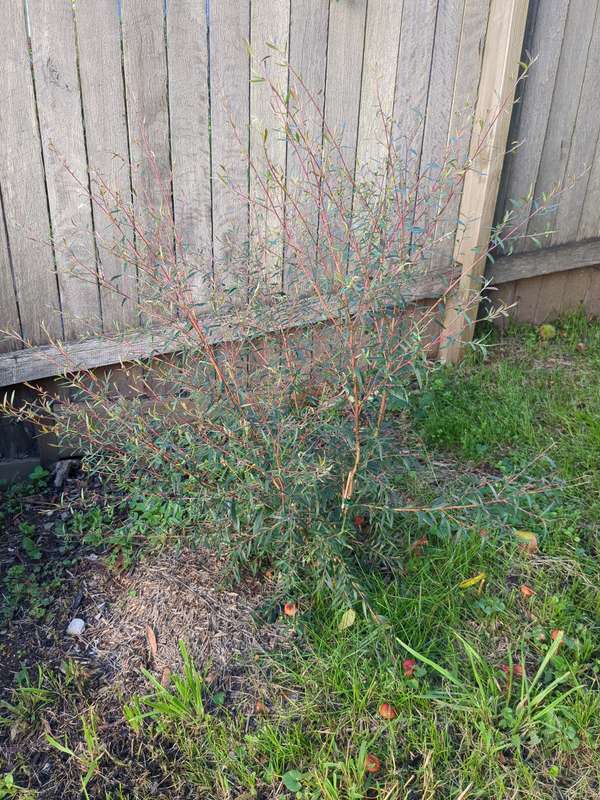 leptospermum_2024_02