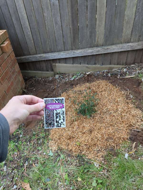 Photo of Leptospermum first planing in August 2023