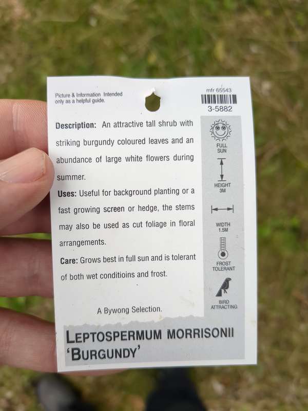 Photo of Leptospermum label