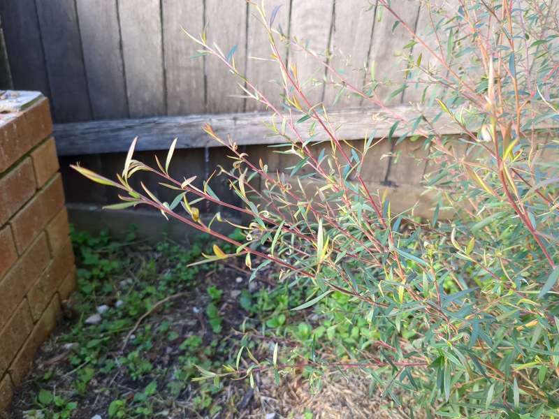 leptospermum_leaves_2024_02