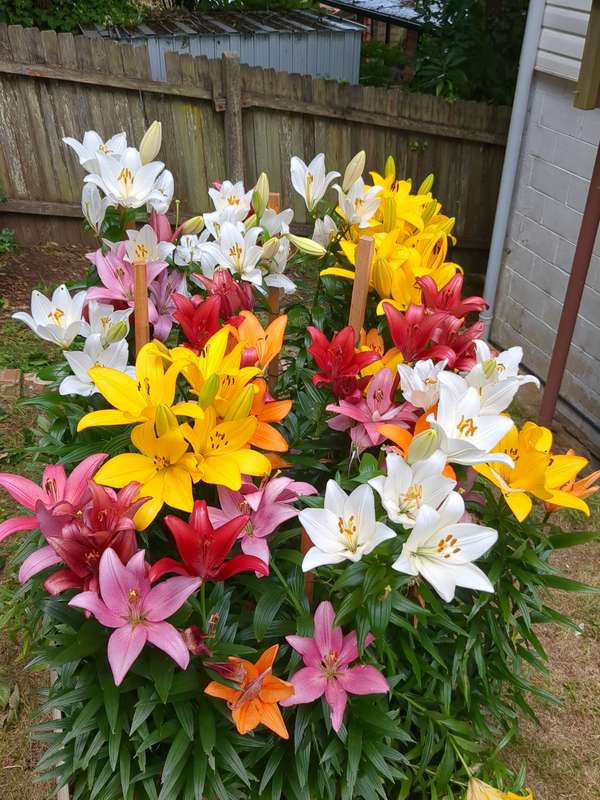 Photo of liliums in full bloom