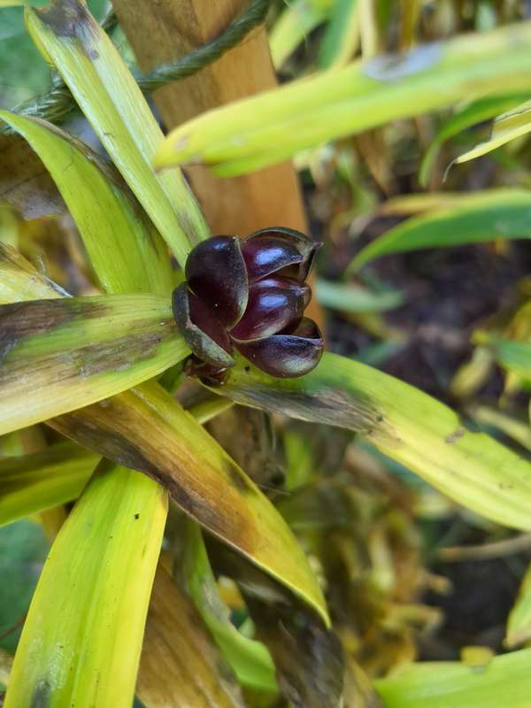 Closeup photo of lilium bud
