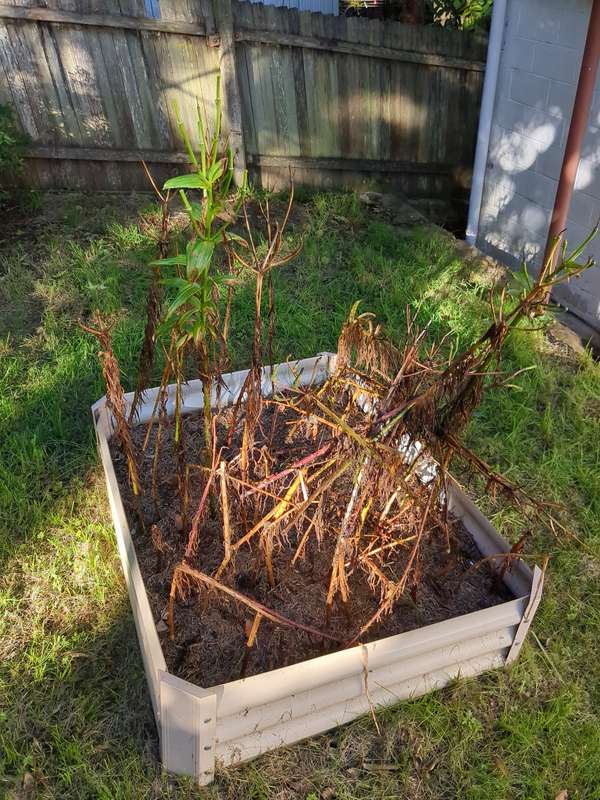 Photo of decaying lilium stems after flowing is complete