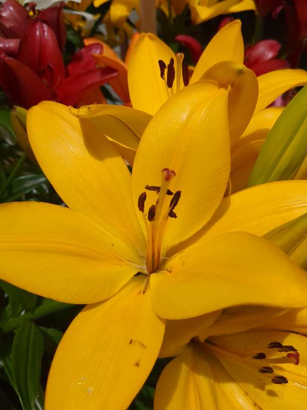 Closeup photo of lilium flowers