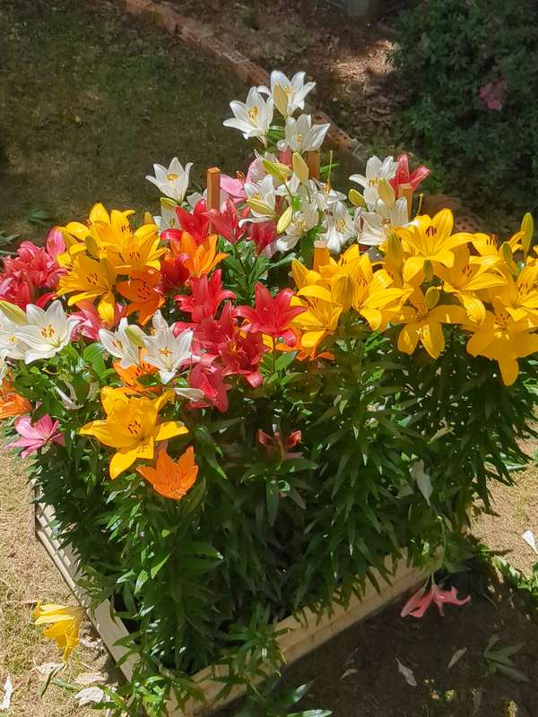 Photo of liliums blooming in summer