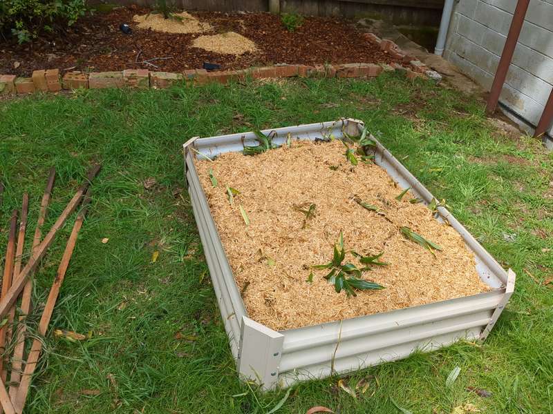 Photo of lilium bed in winter with no activity