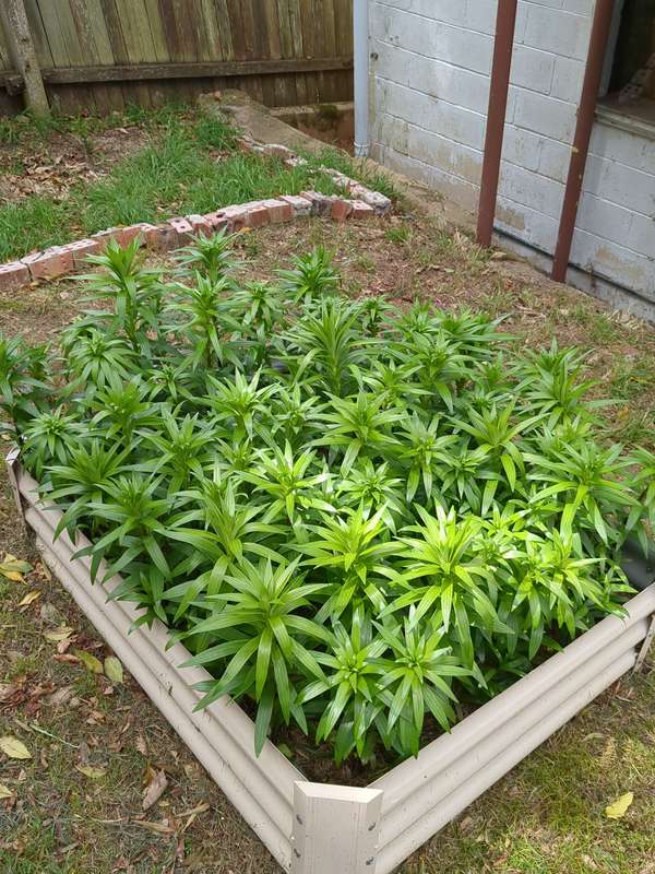 Photo of limium stems growing in Spring