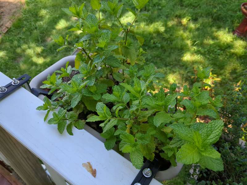 Photo of a healthy mint in a planter box