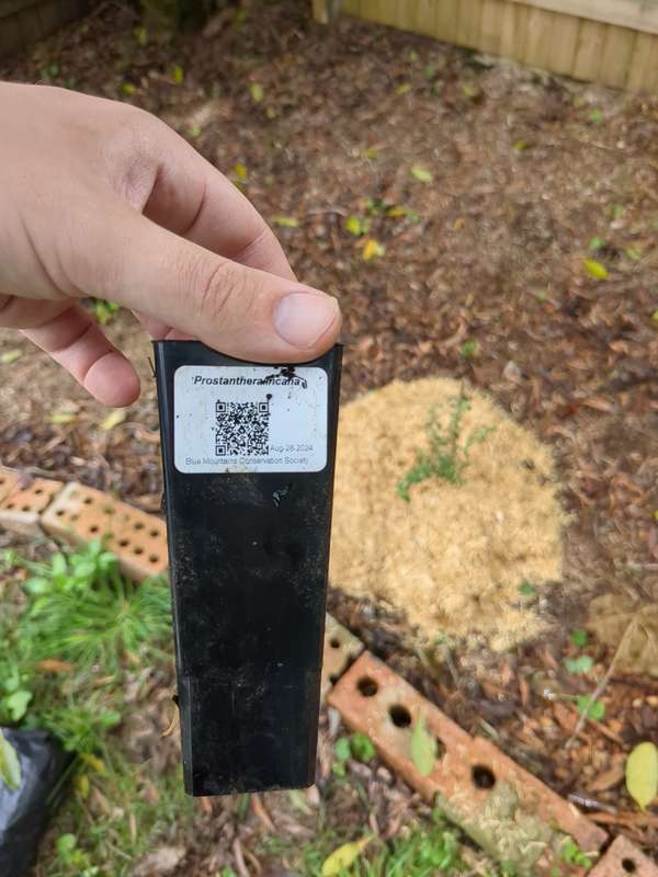 Photo of mint velvet label