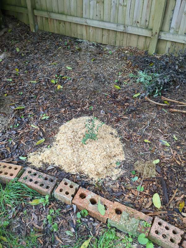 Photo of Mint velvet first planting