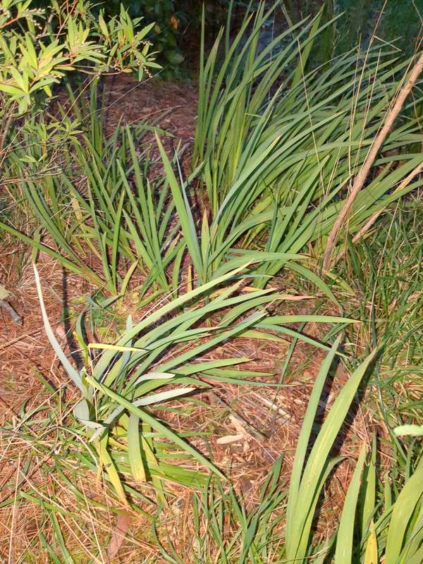 Photo of a cluster of montbretia in the garden.