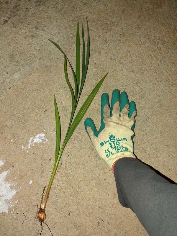 Photo of Montbretia plant recently removed before flowering with a gloved hand for scale. The bulb is clearly visible at the base of the plant.