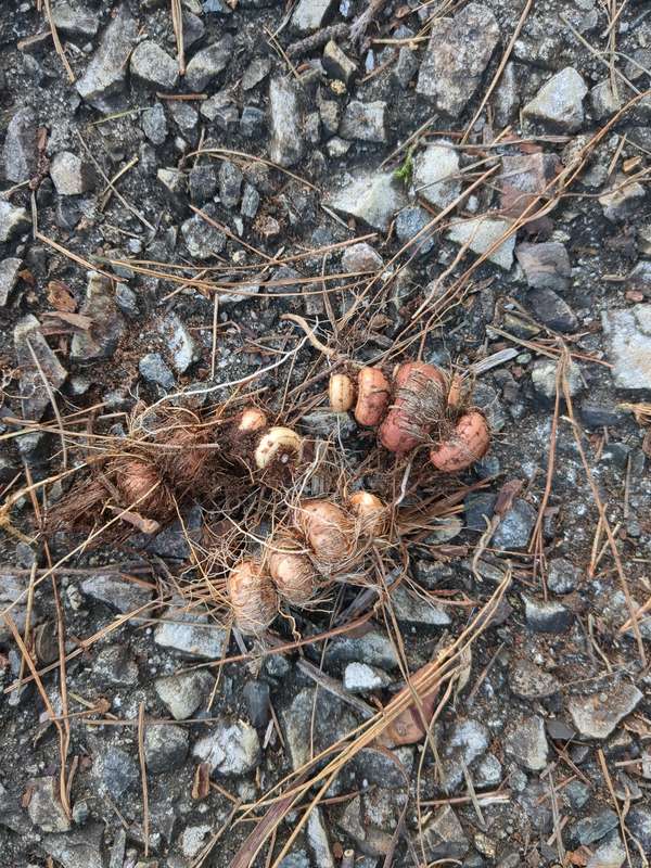 A collection of removed montbretia rhizomes found while dormant underneath aganpanthus