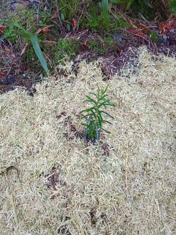 Photo of mountain devil first planting
