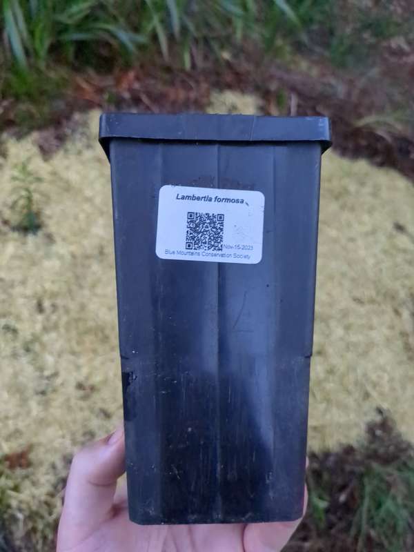Photo of mountain devil QR code label