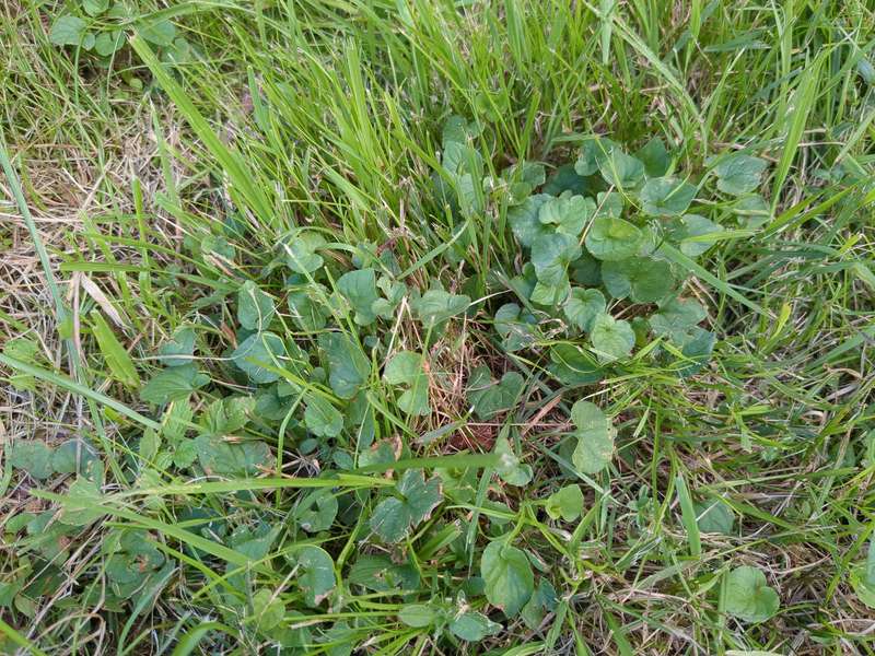 native_violet_in_lawn
