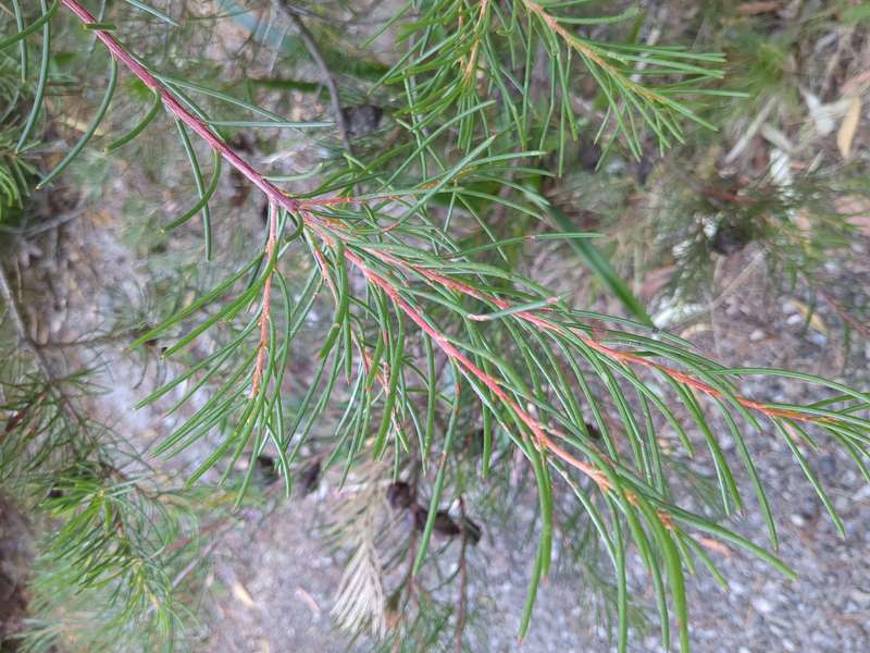 Photo of Bushy Needlewood leaves