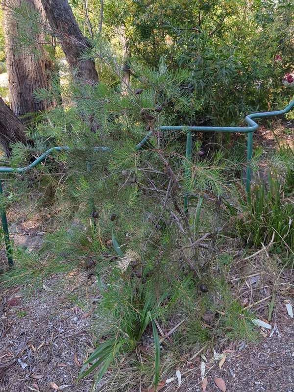 Photo of Bushy Needlewood tree