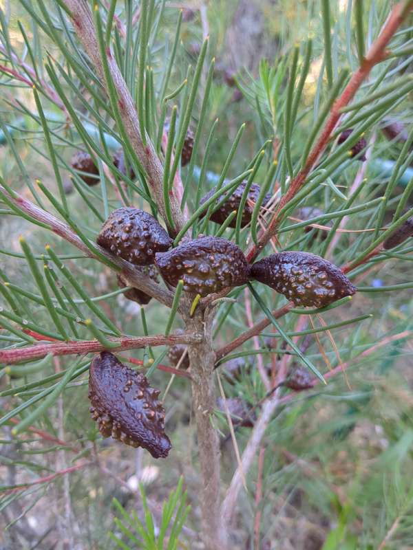 Photo of Bushy Needlewood seeds