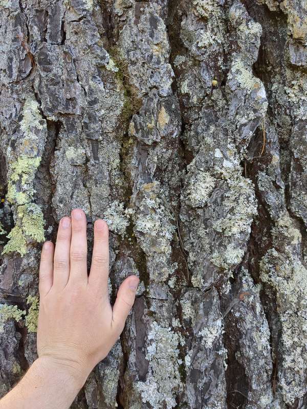 Photo showing rough pine bark with hand for context