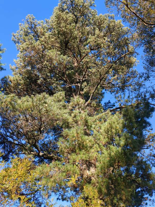 pine_tree_overview