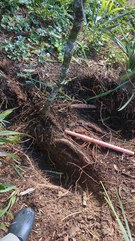 Photo showing massive roots where the suspected pipe blockage was