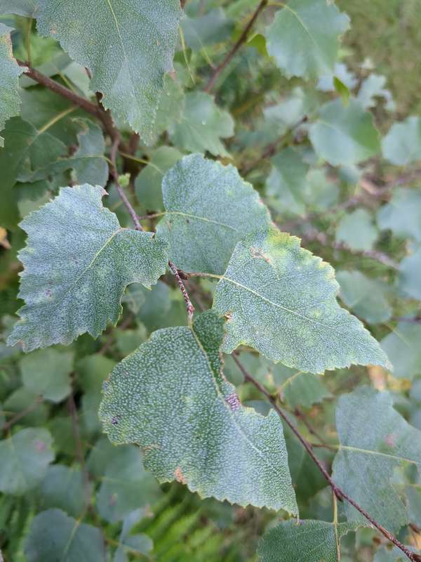 Close-up photo of white poplar leaves