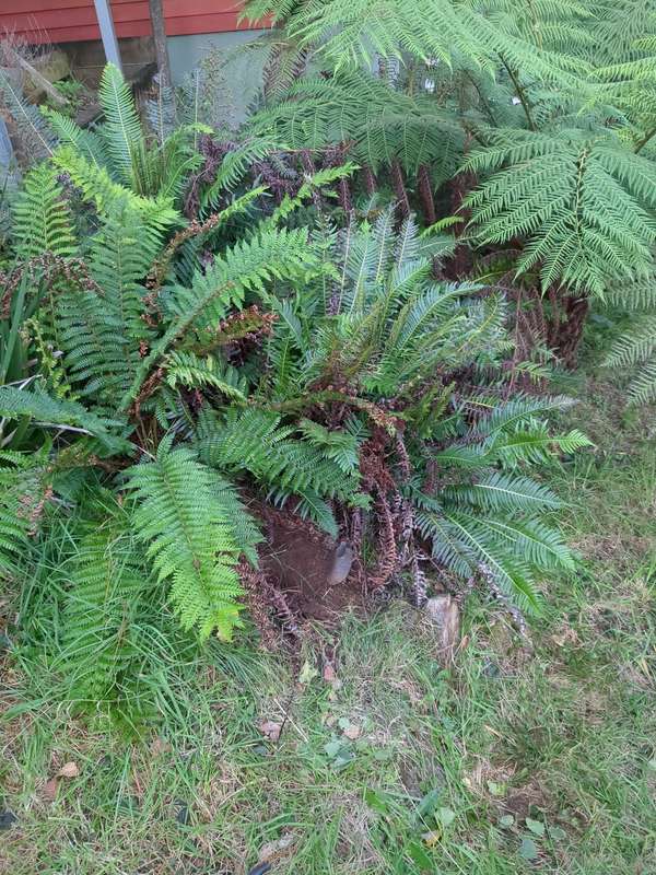 Photo of area where white poplar was recently removed from