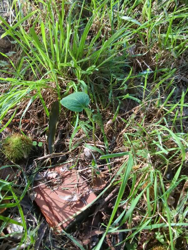 potato_in_grass
