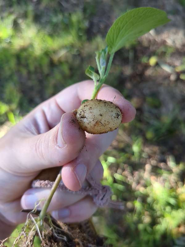 potato_tuber