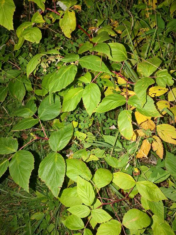 Closeup of raspberry leaves at night with stingers visible on the canes