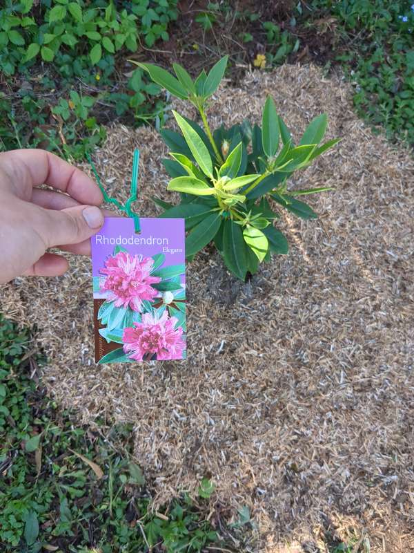 rhodo_first_planting