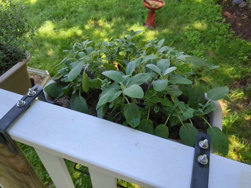 Photo of healthy sage in a planter box